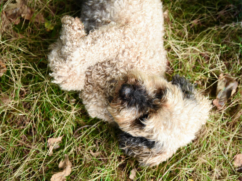 alexandra_reunis_fotografie_home_recent_huisdieren